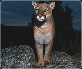cub